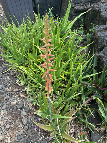 Aloe vera, 2026-10-13
