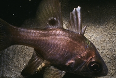 Apogonichthyoides melas