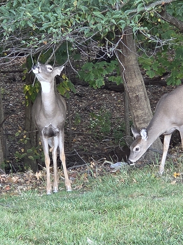 White-tailed Deer