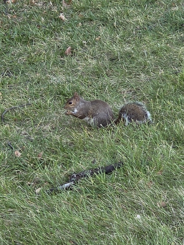 Eastern Gray Squirrel
