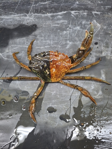 European Green Crab