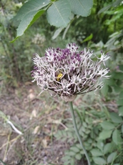 Allium cyrillii