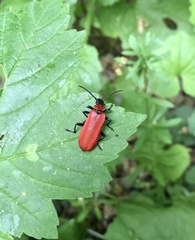 Pyrochroa coccinea