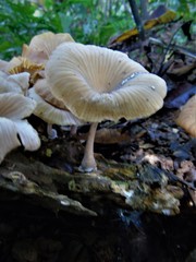 Trogia infundibuliformis