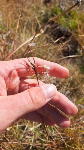Eriophorum angustifolium observed 2026-10-13