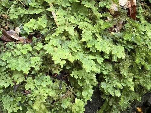 Trichocolea mollissima observed 2026-10-13