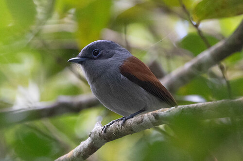 iNaturalist image