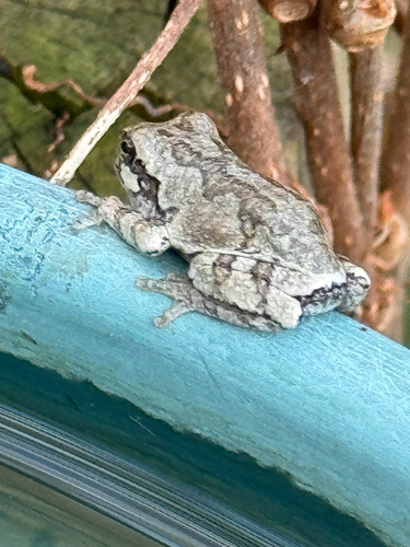 Gray Treefrog
