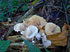 Trogia infundibuliformis