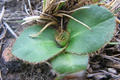 Alepidea natalensis