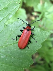 Pyrochroa coccinea