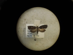 Olethreutes auricapitana