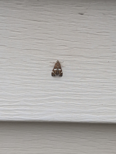 Hawaiian Beet Webworm Moth