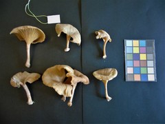 Trogia infundibuliformis