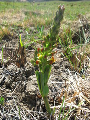 Argyrolobium robustum