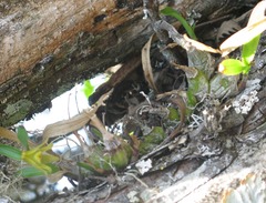 Polystachya ottoniana