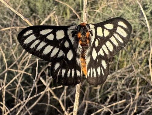 Hemileuca chinatiensis