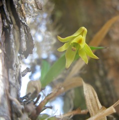 Polystachya ottoniana