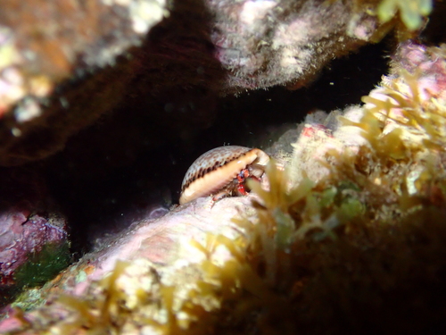 Naria spurca observed 2026-10-13