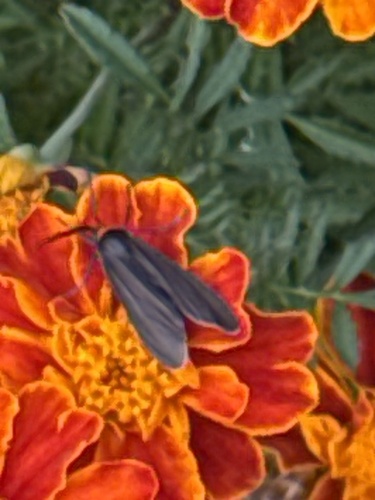 Yellow-collared Scape Moth