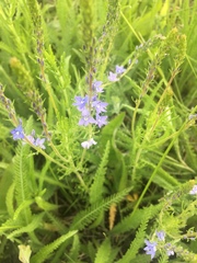 Veronica austriaca jacquinii