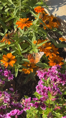 Painted Lady