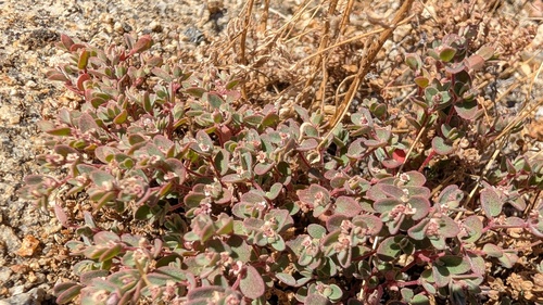Euphorbia melanadenia, 2026-10-13