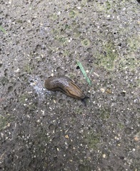 Arion fasciatus