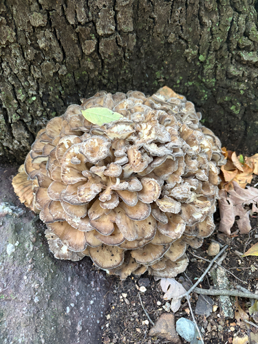 hen of the woods