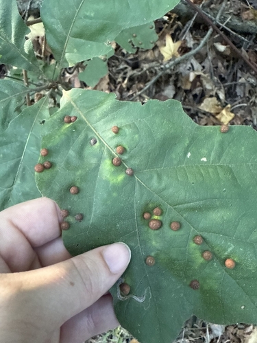 Oak Leaf Gall Midge