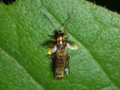 Trypherus latipennis
