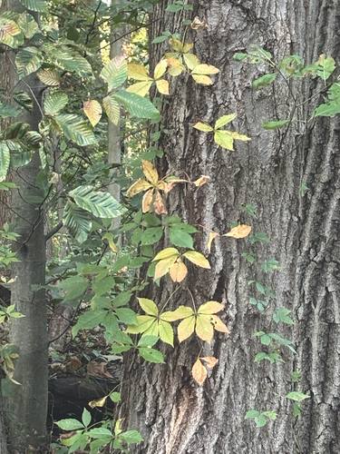 Virginia creeper