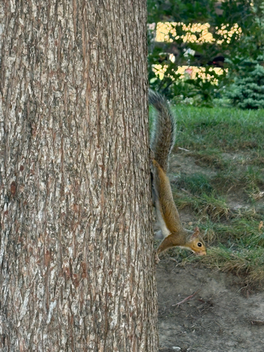 Eastern Gray Squirrel