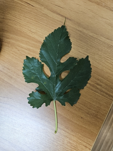 white mulberry