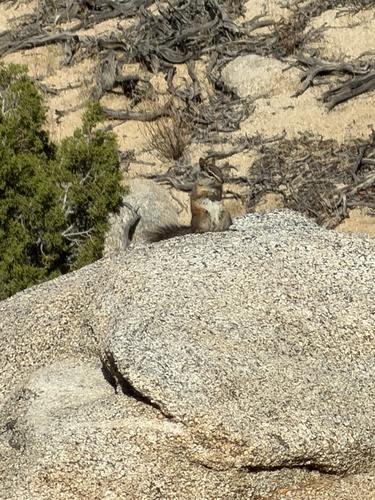 Merriam's Chipmunk observed by dalemeister