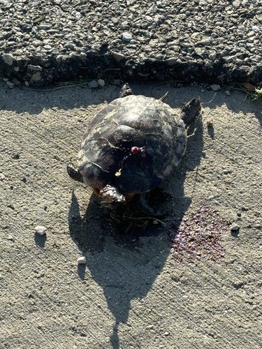 Painted Turtle