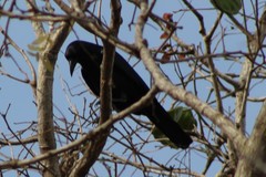 Corvus sinaloae