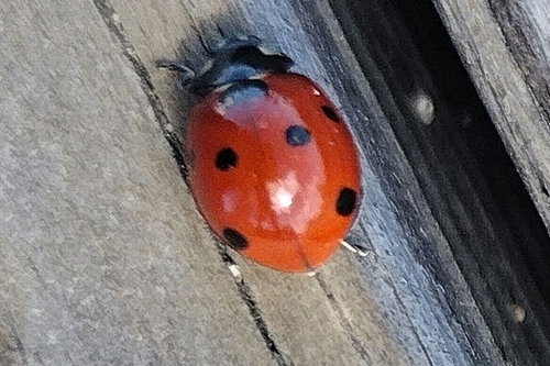 Seven-spotted Lady Beetle