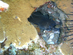 Canthigaster amboinensis