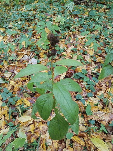 Campanula latifolia, 2026-10-13