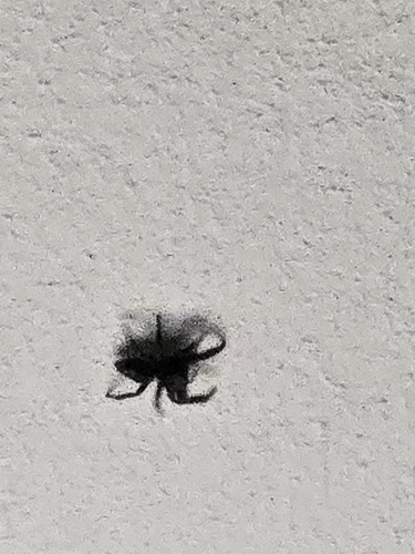 Bold Jumping Spider