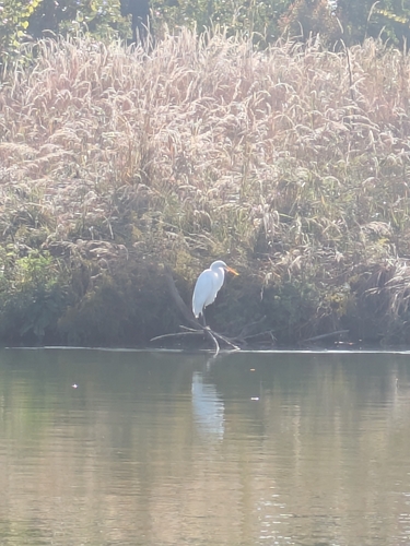 Great Egret