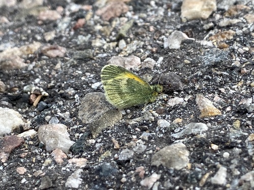 Dainty Sulphur