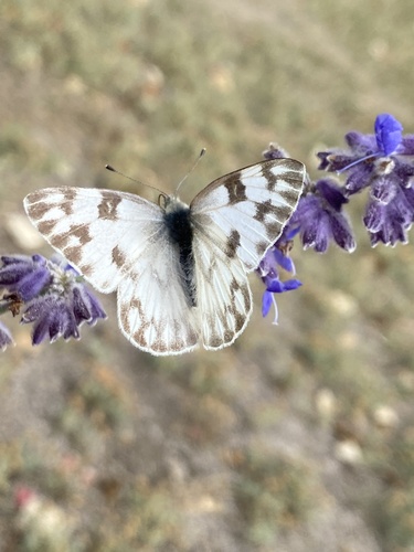 Checkered White