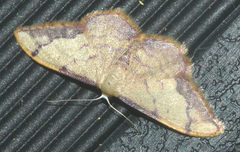 Idaea ostrinaria