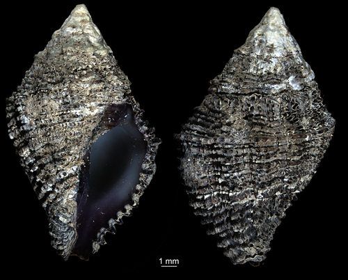 Drupella margariticola observed 2026-09-11