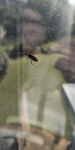 Western Conifer Seed Bug