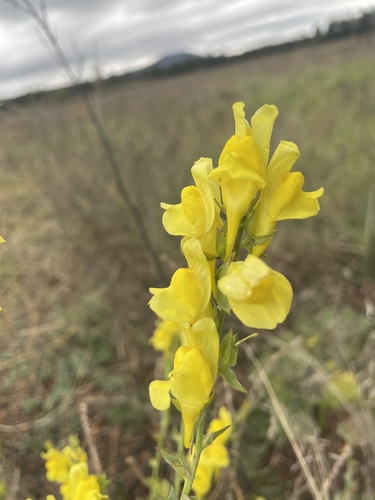 Balkan toadflax