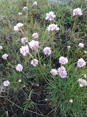 Armeria maritima