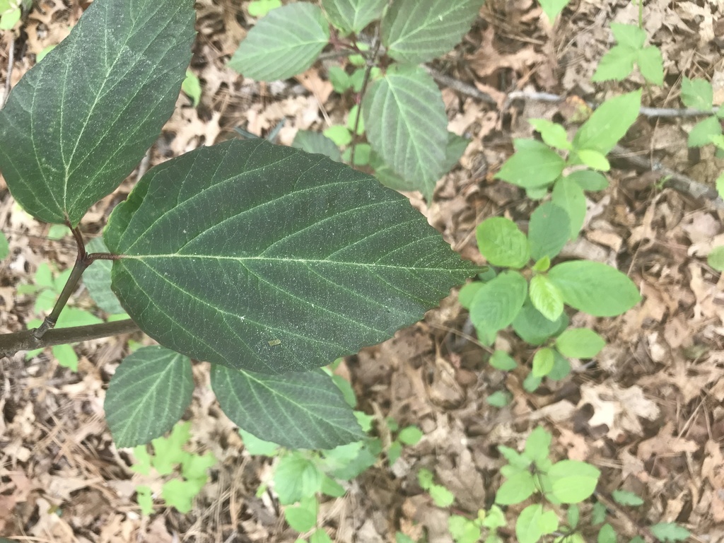 tea viburnum from Bethpage State Park Golf Courses, Old Bethpage, NY